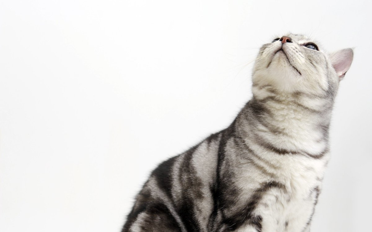 Коты на однотонном фоне