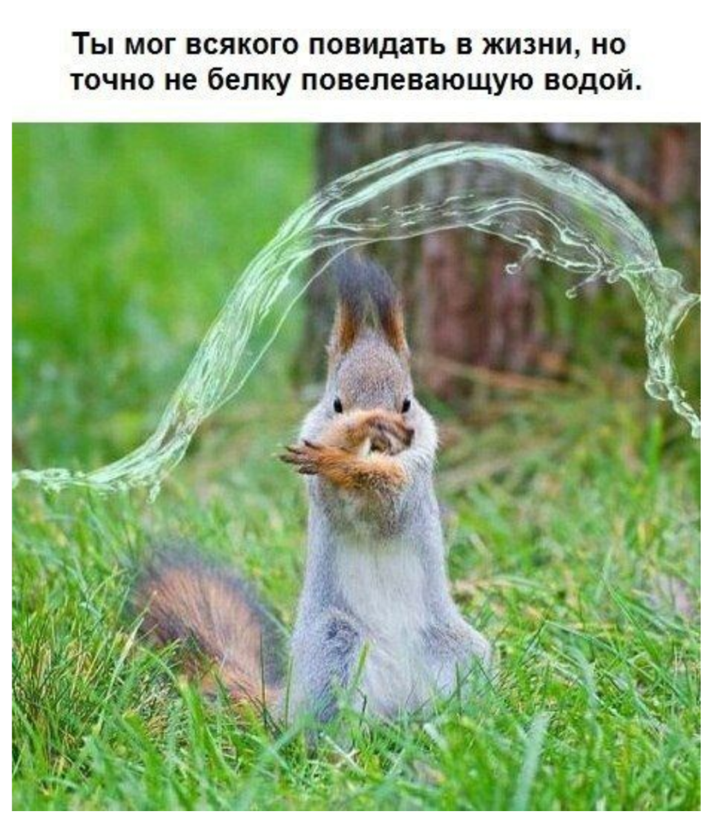 Белка с орехом