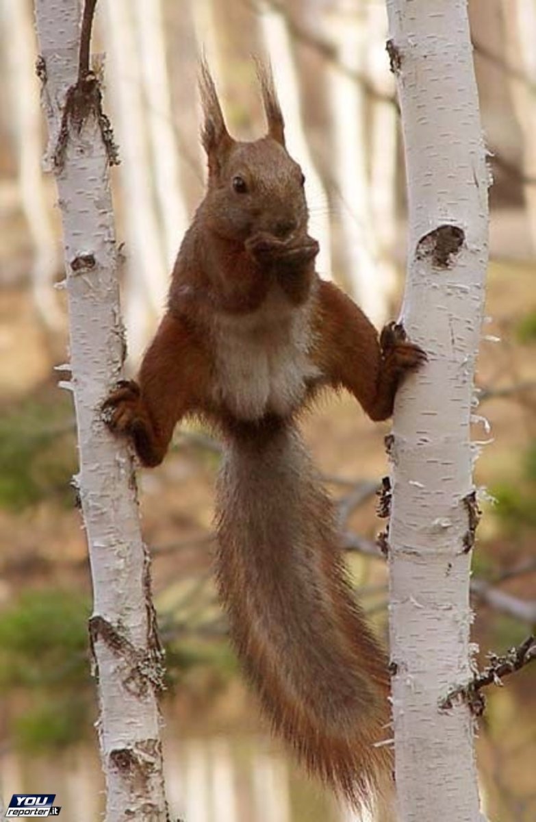 Самец белки