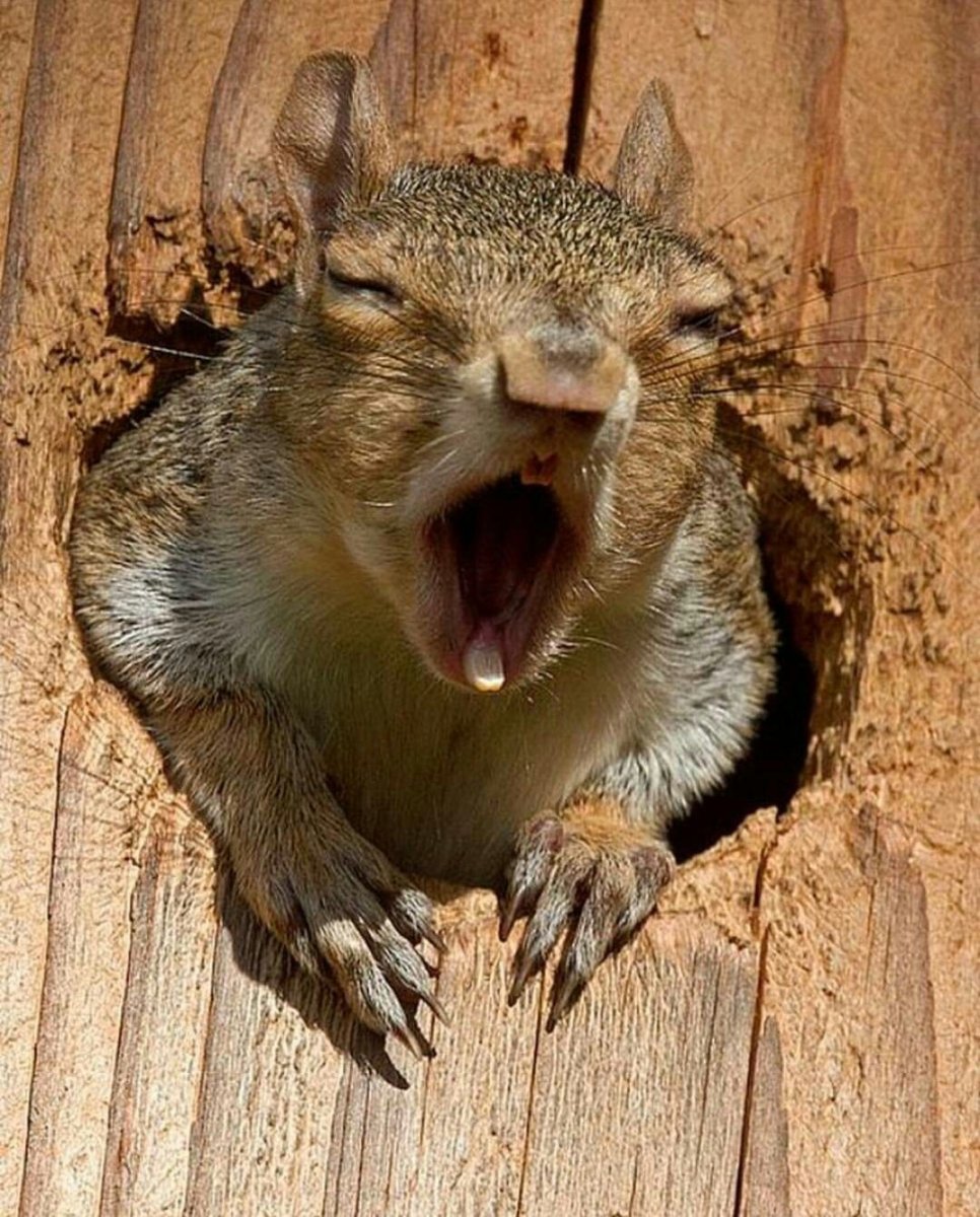 Бешеный бурундук