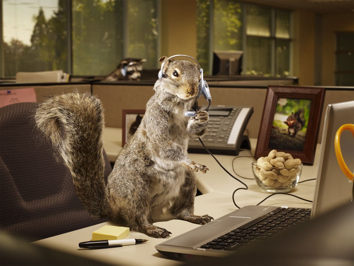 Животные и компьютер