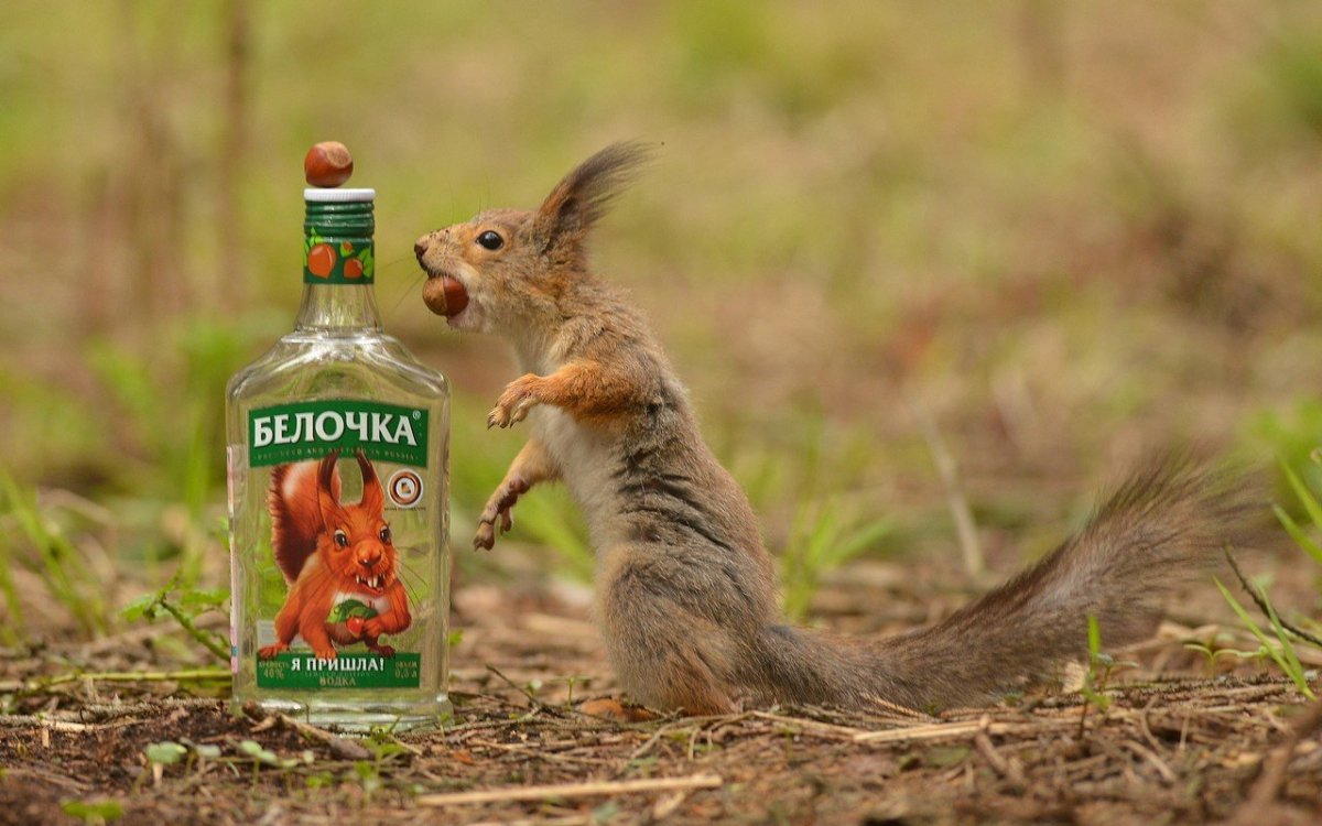 Пьяная белка