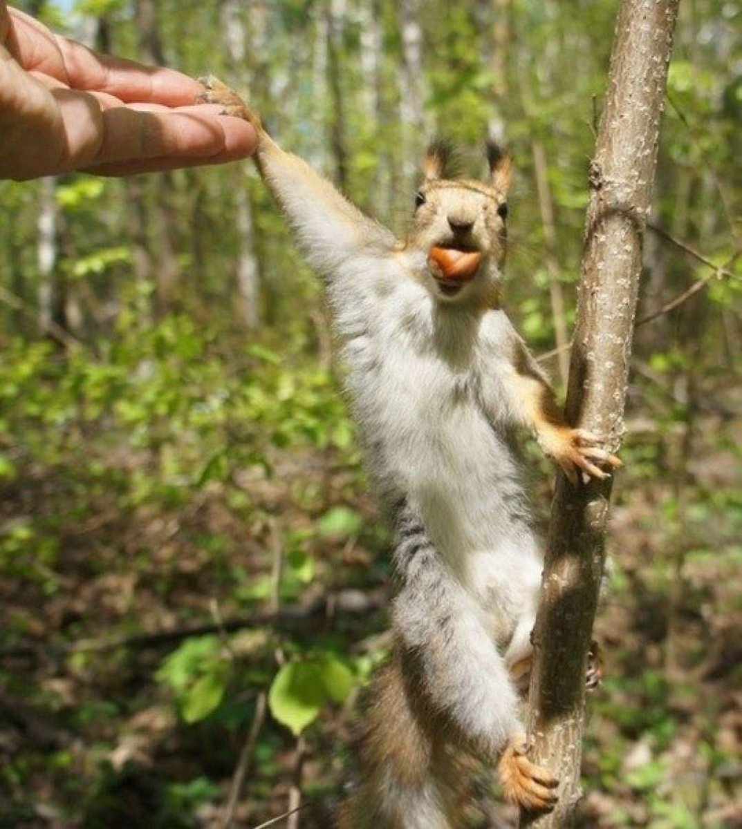 Прикольная белка мужчина