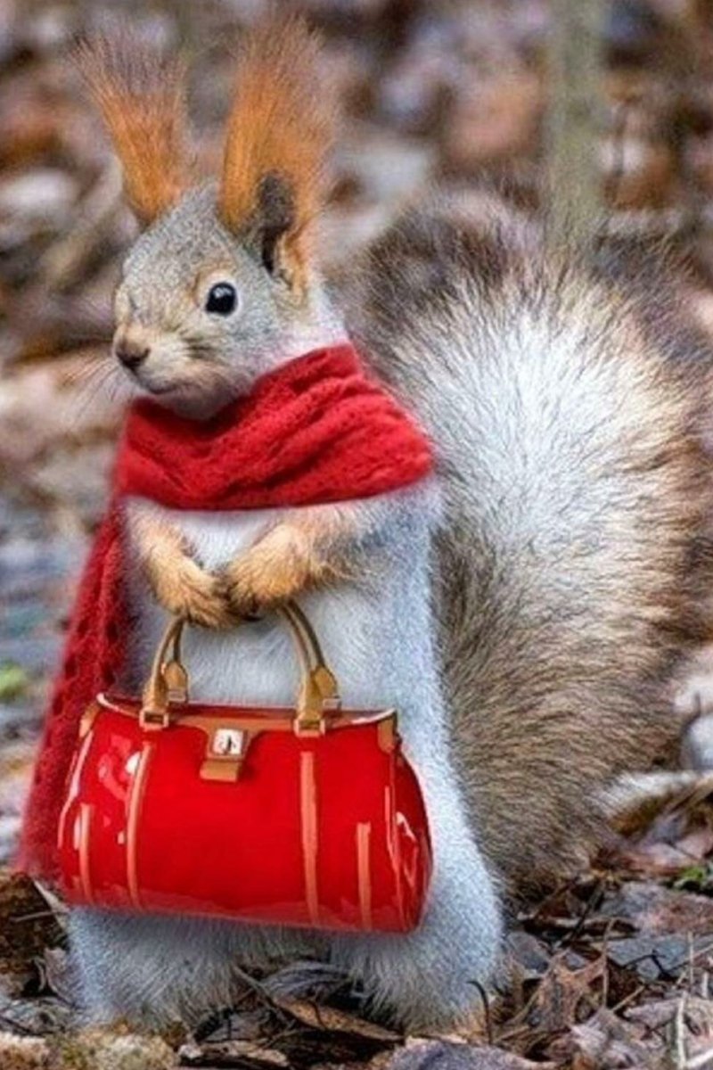 Глупая белка