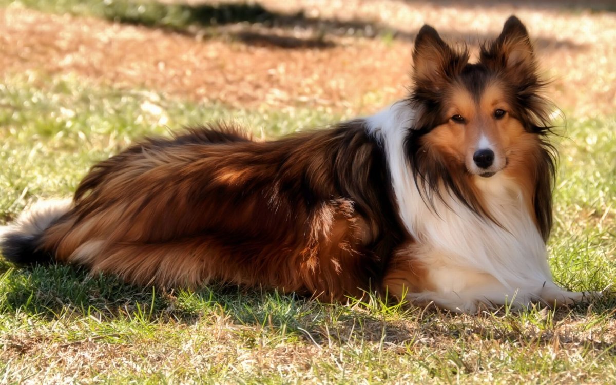 Шетландская овчарка шелти