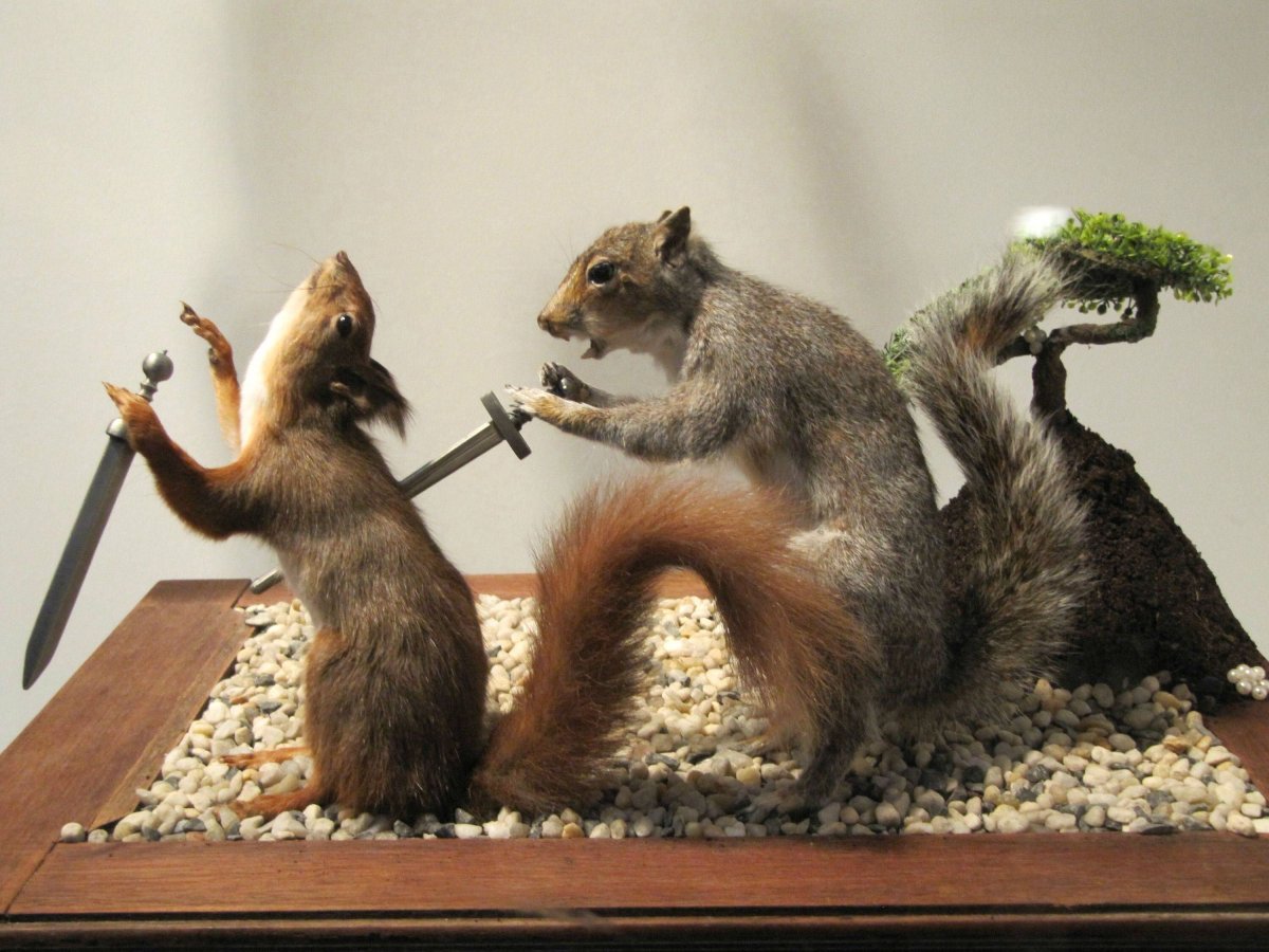 Енот и белка