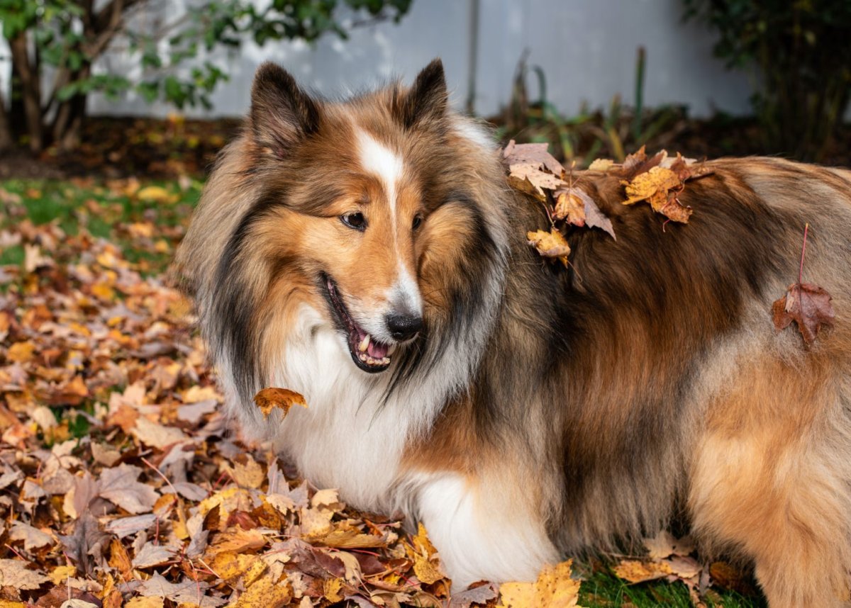 Колли в Великобритании