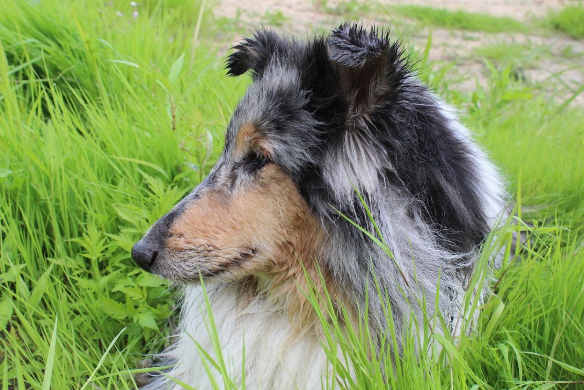 Колли длинношёрстный