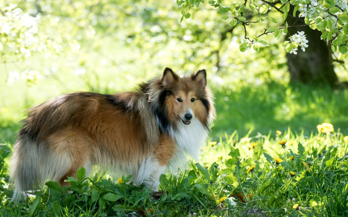 Шетландская овчарка шелти