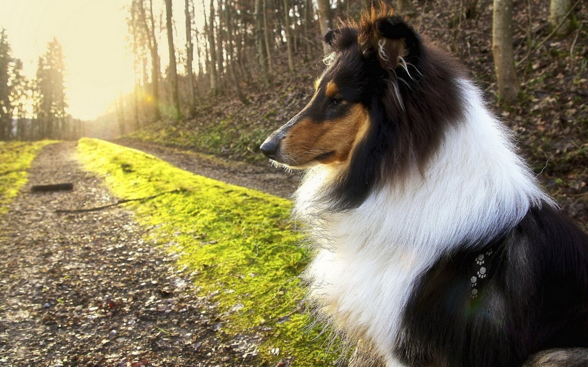 Шерсть колли