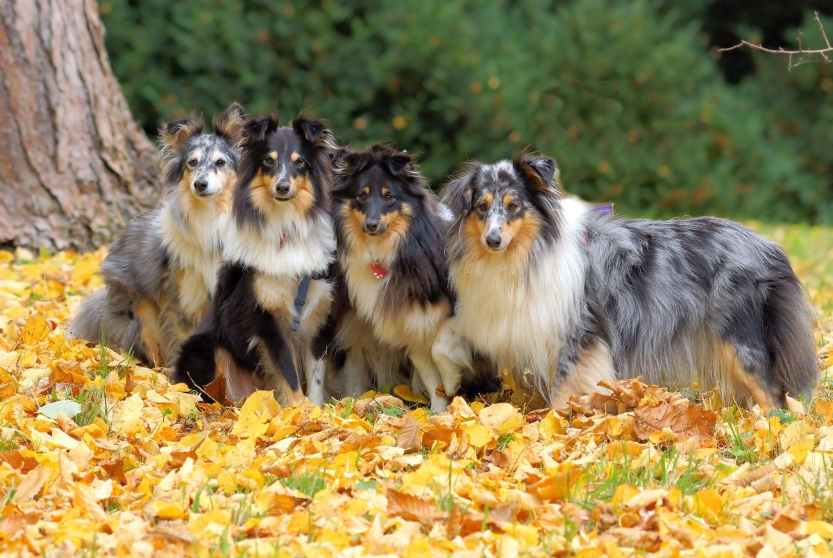 Колли собака