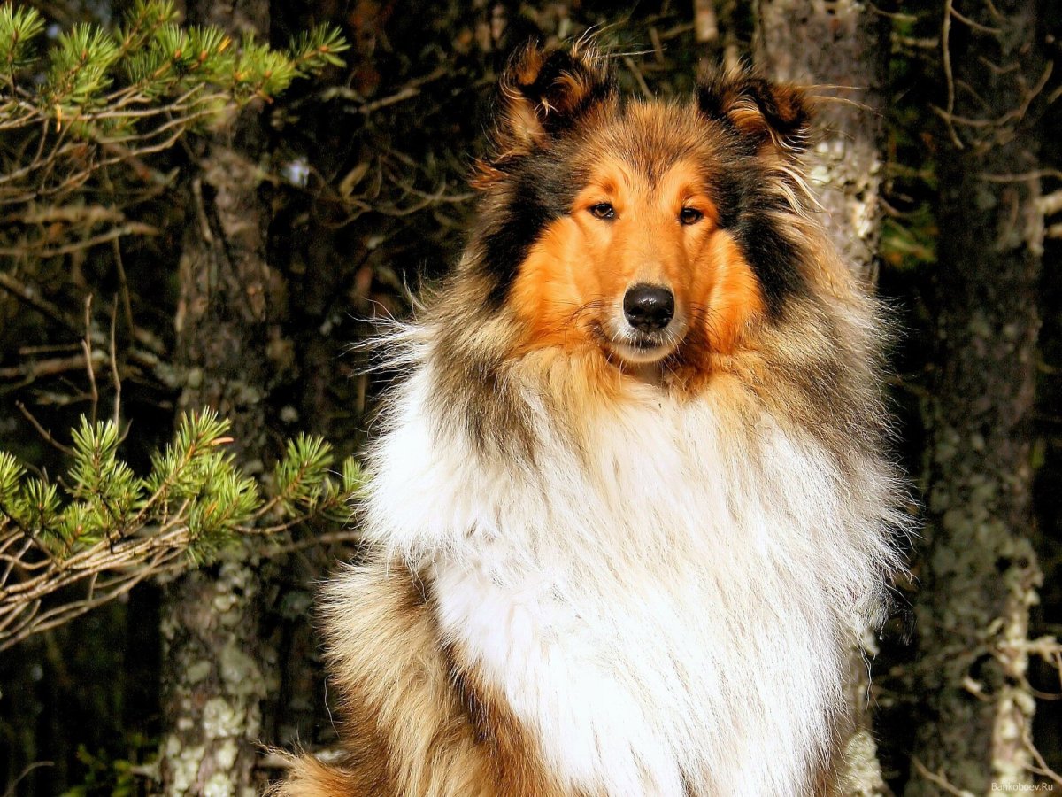 Шотландская колли