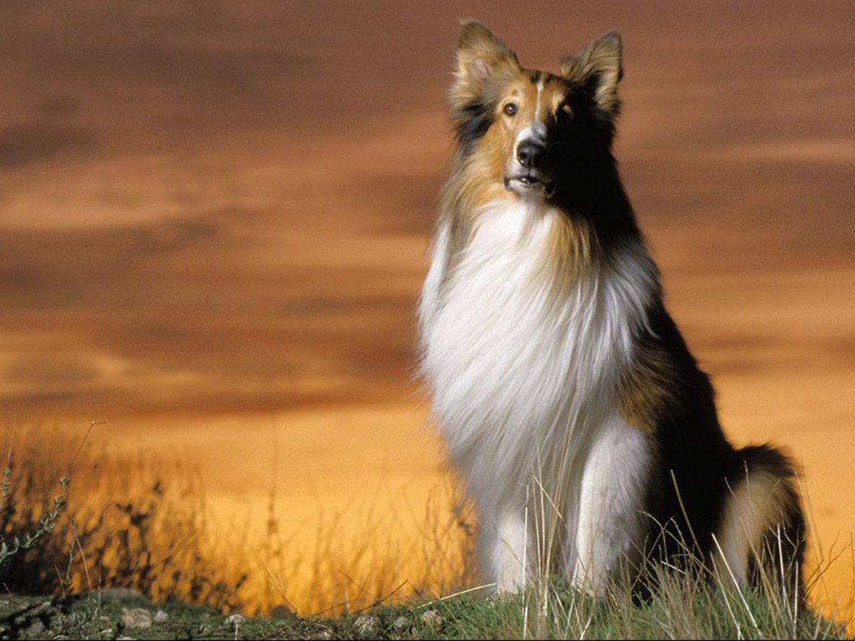 Лесси порода колли