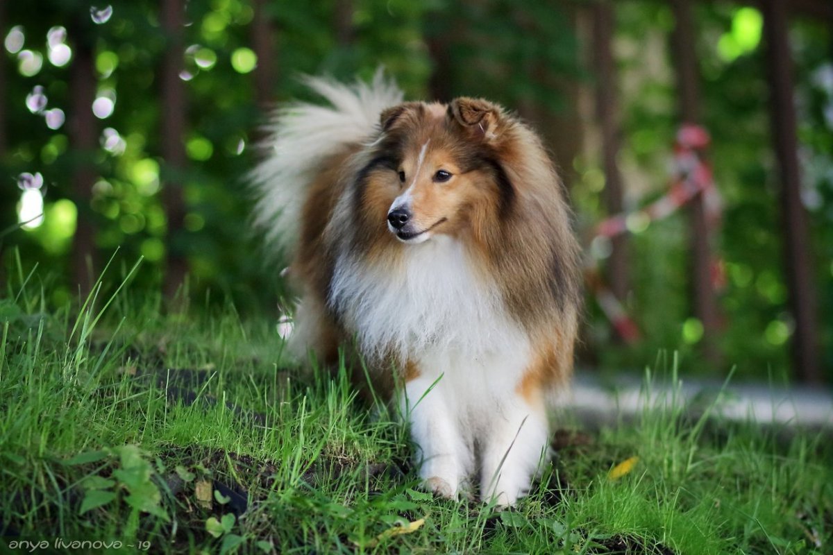 Гордон колли собака