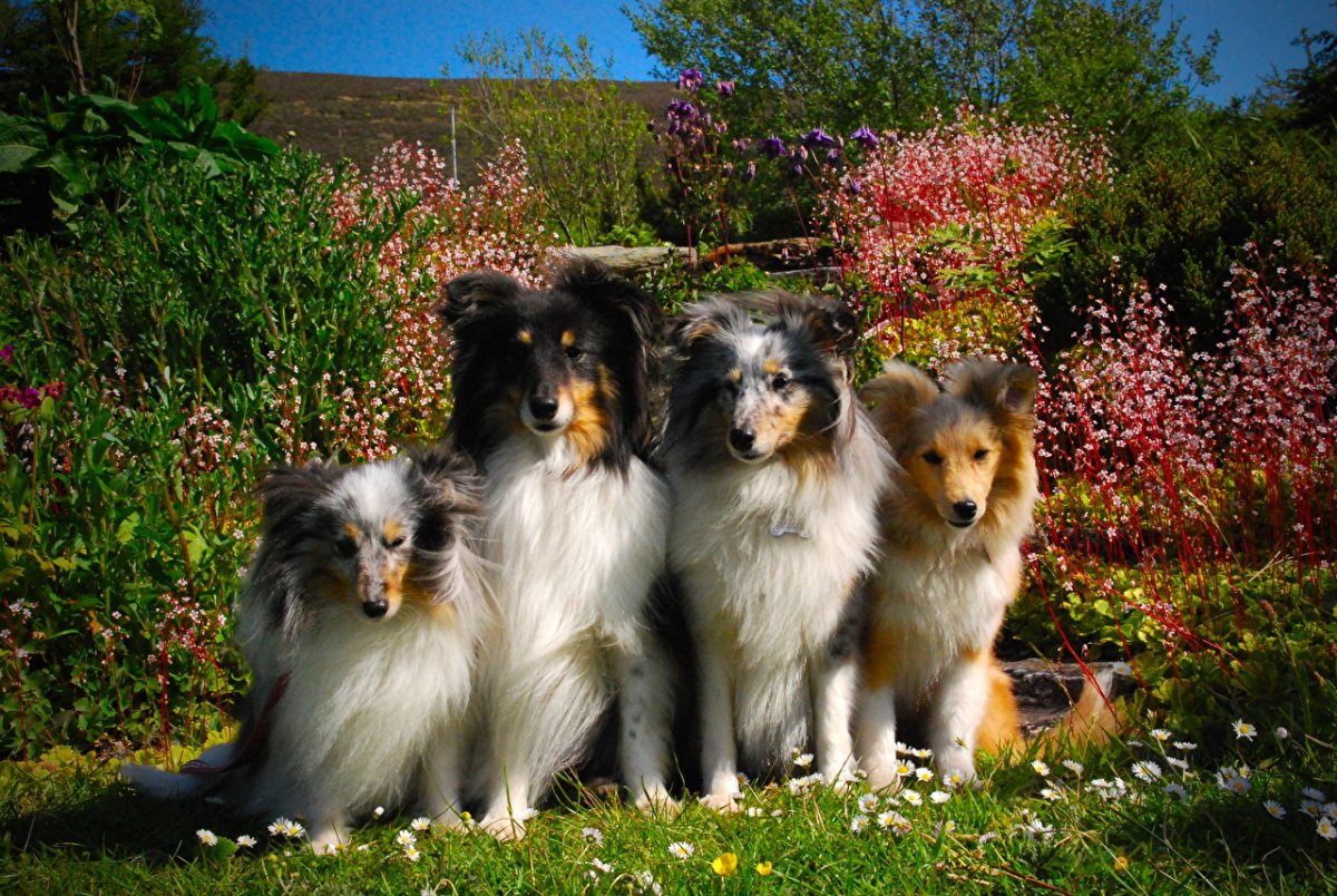 Шотландская овчарка