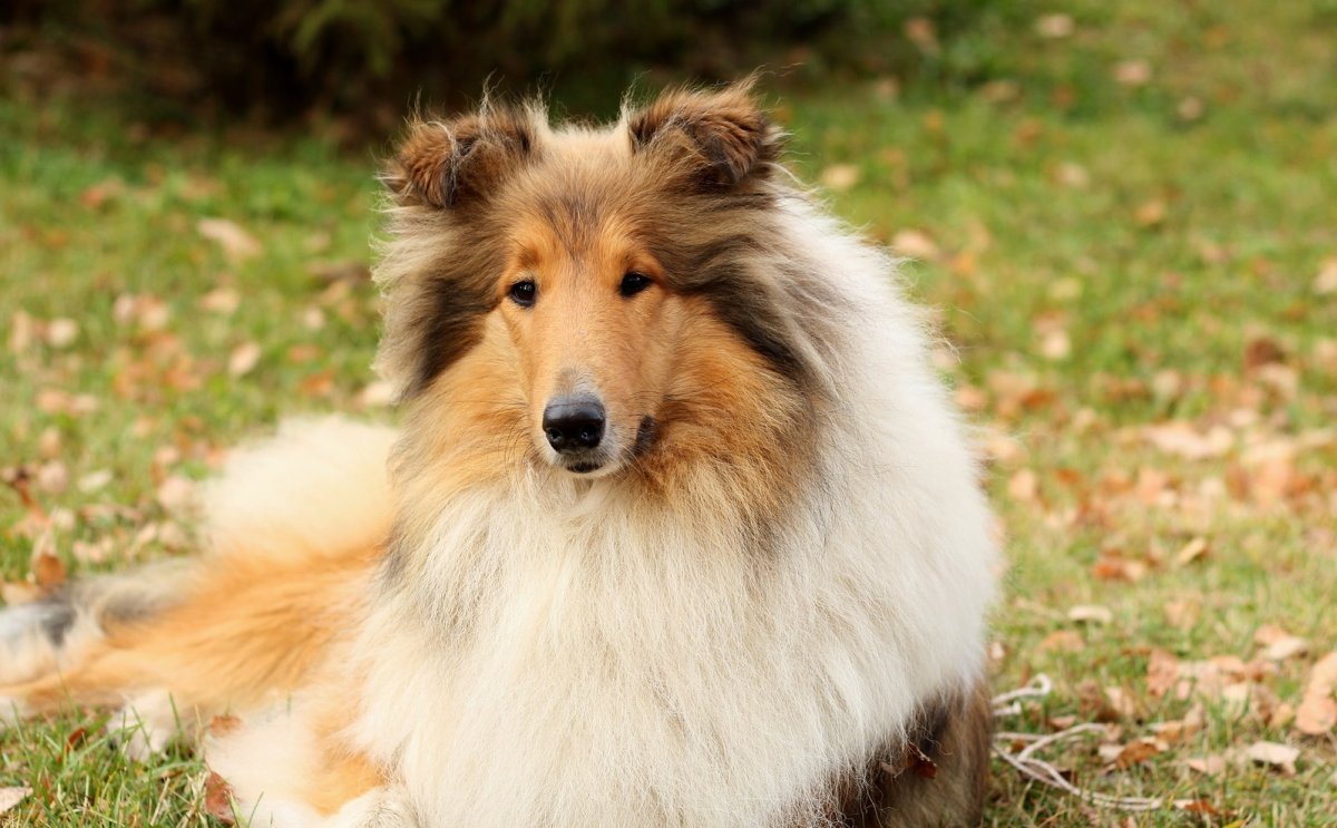 Шотландская овчарка шелти