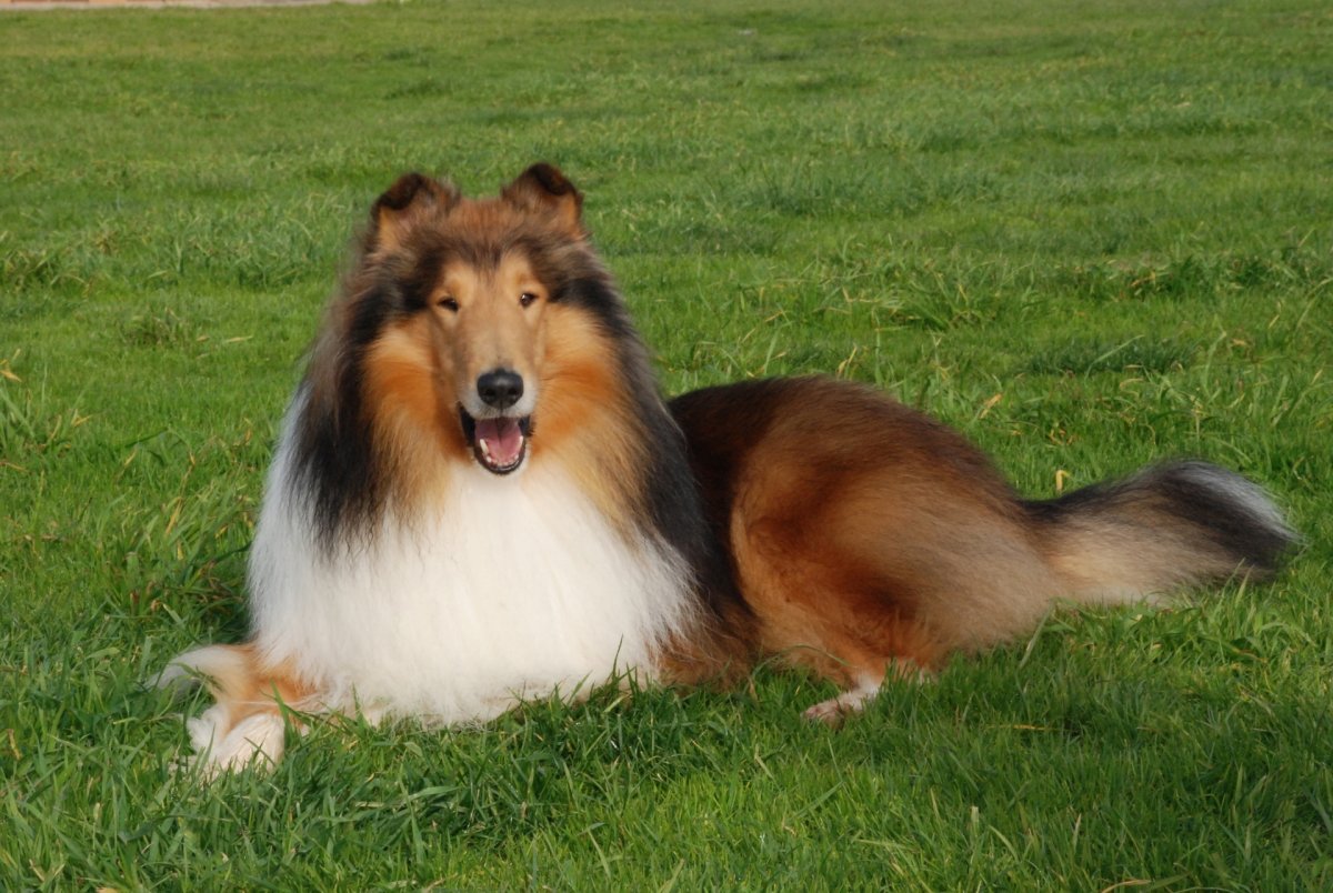 Бордер-колли породы собак