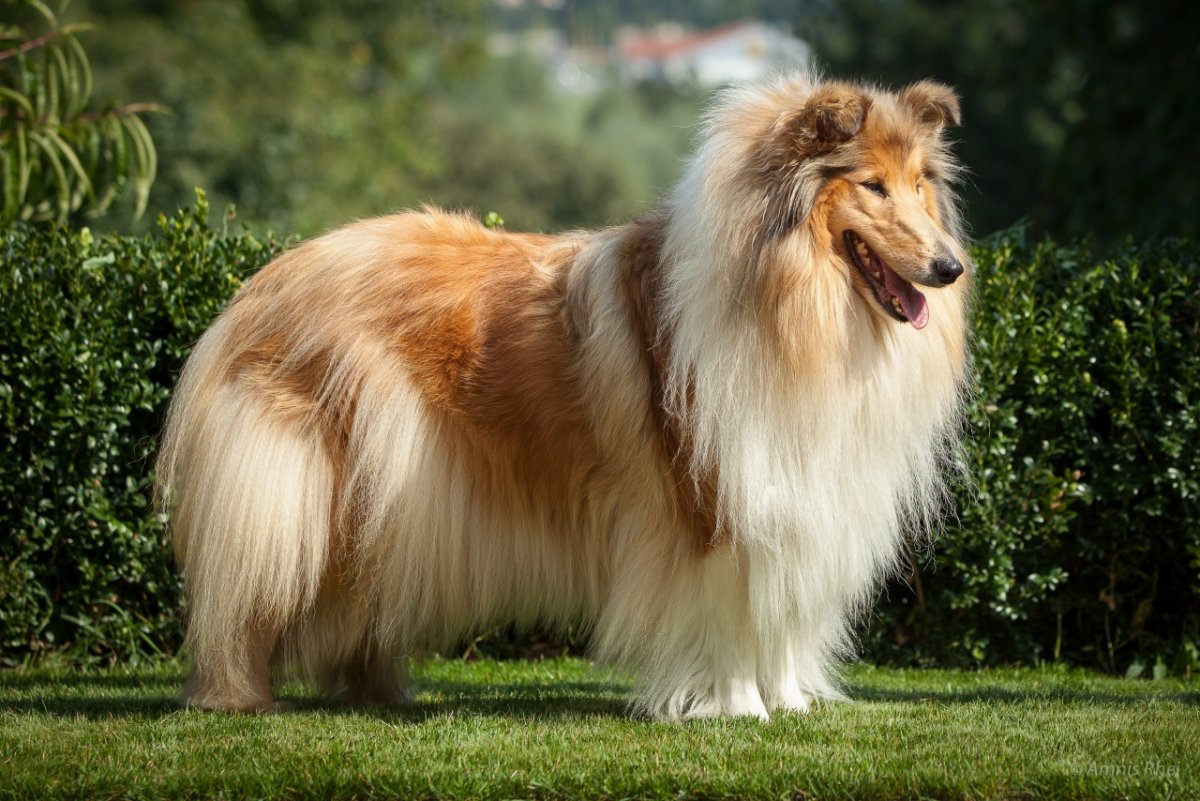 Добер колли