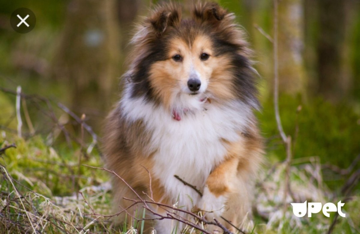 Шотландская колли