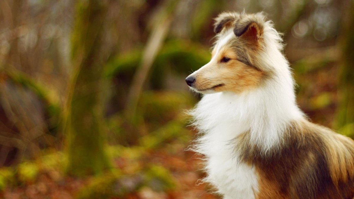 Исландская колли