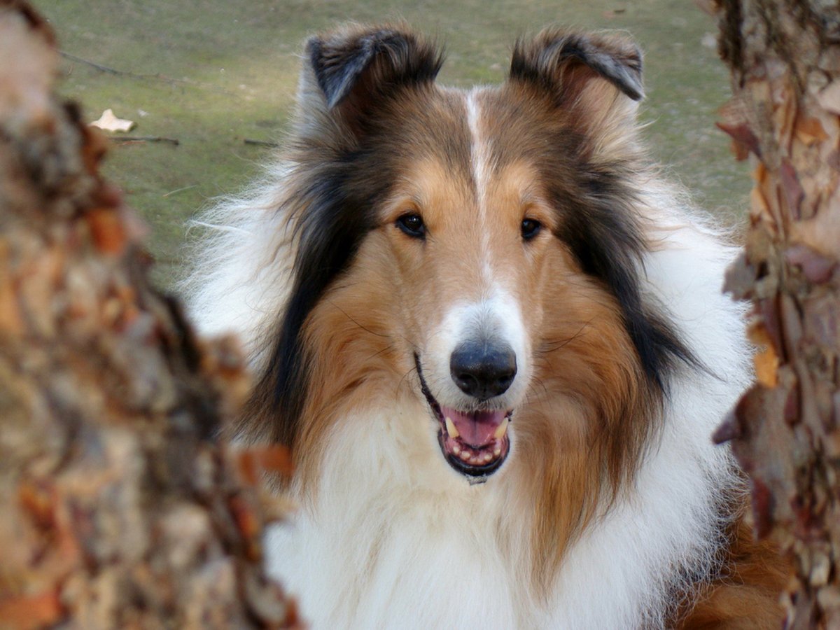 Шотландская овчарка колли белая