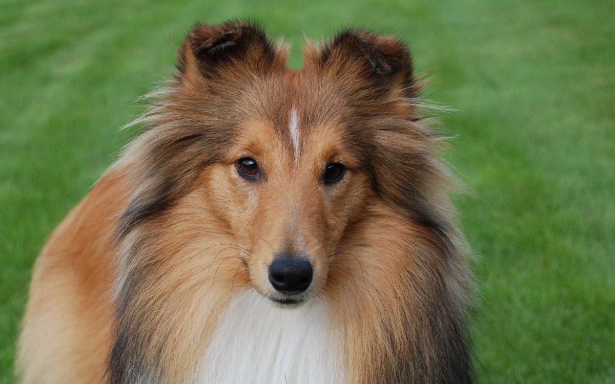 Собака шелти в профиль