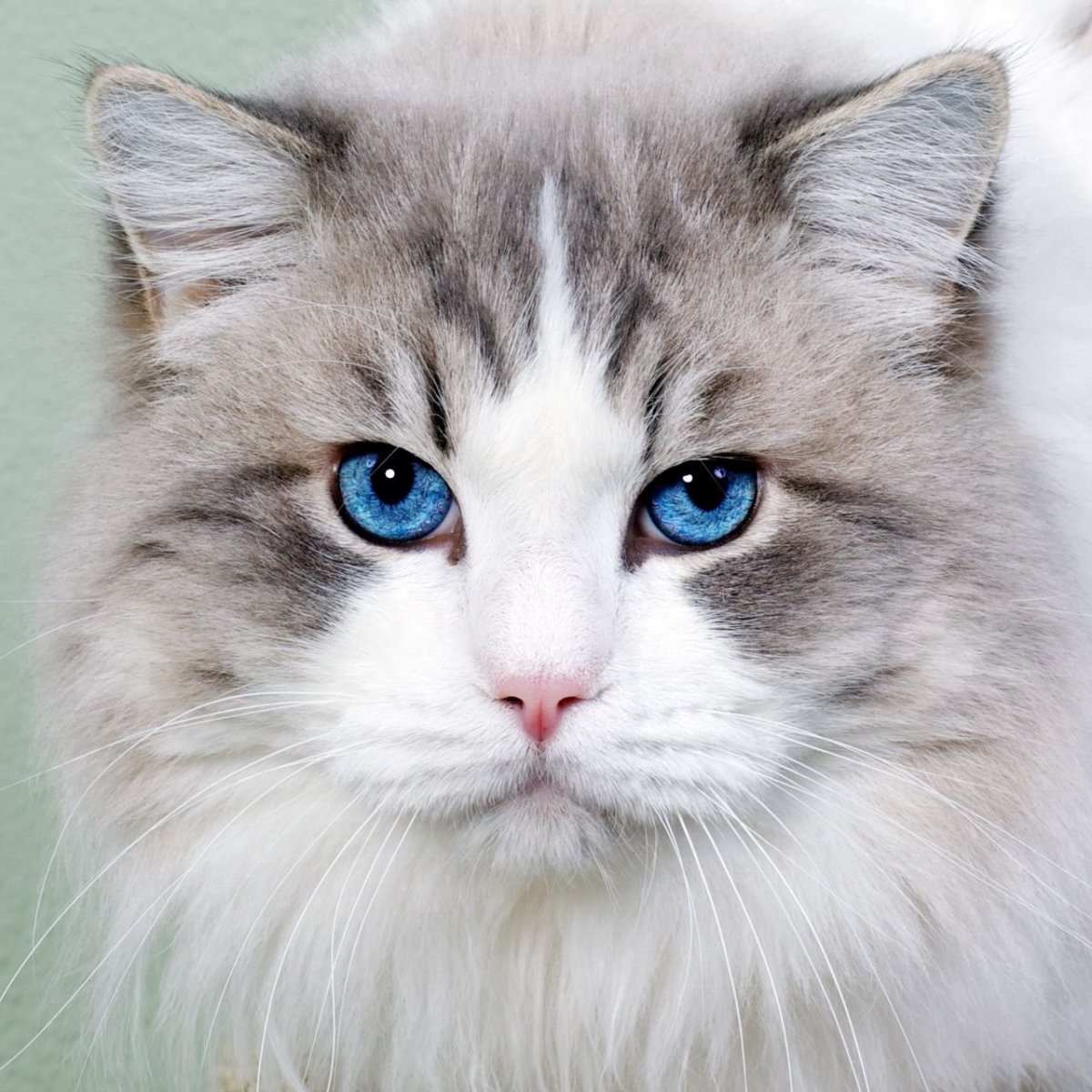 Британская короткошёрстная кошка зеленоглазая