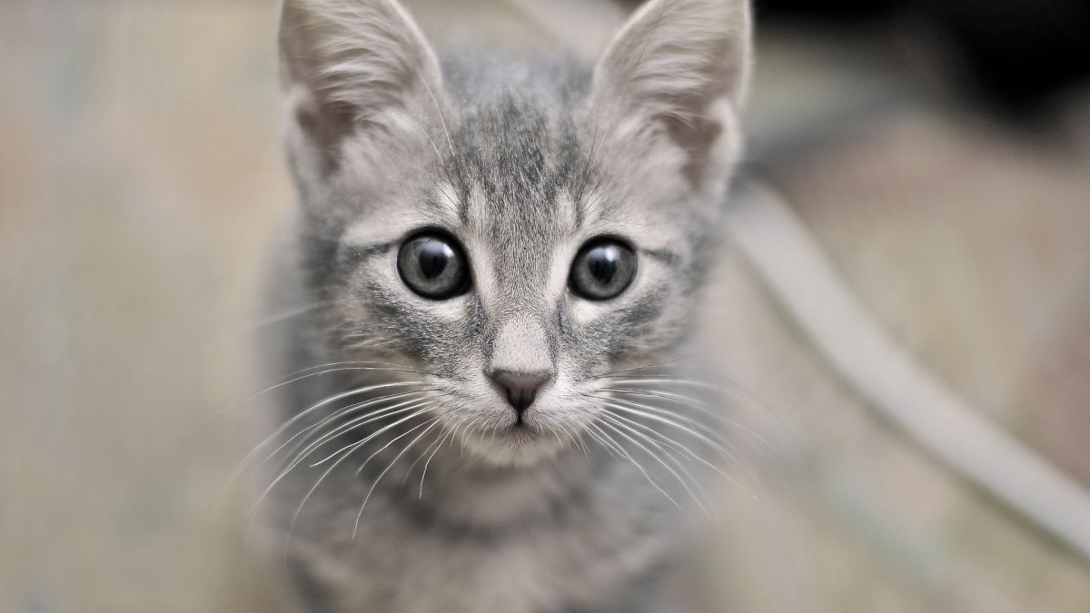 Кошка с серыми глазами