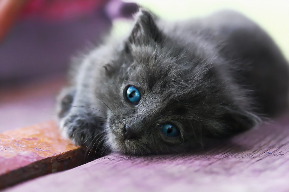 Кошка совершенство