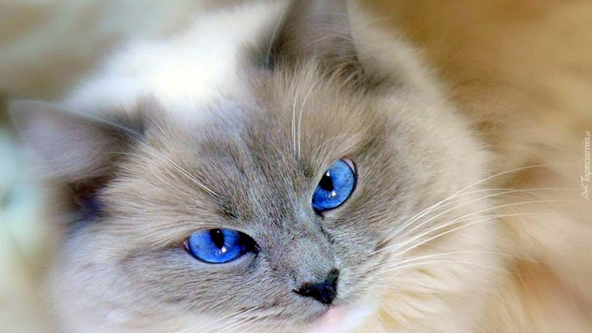 Серый котёнок с голубыми глазами