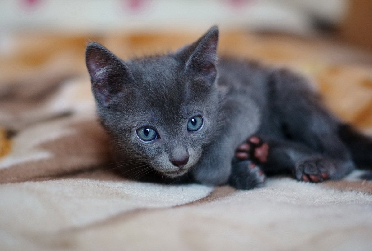 Русская голубая короткошерстная кошка