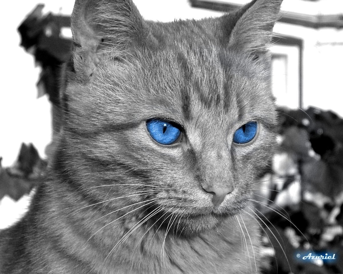 Серый котёнок