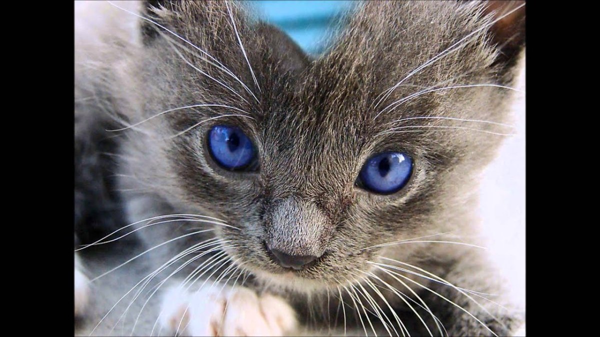 Британские голубоглазые котята