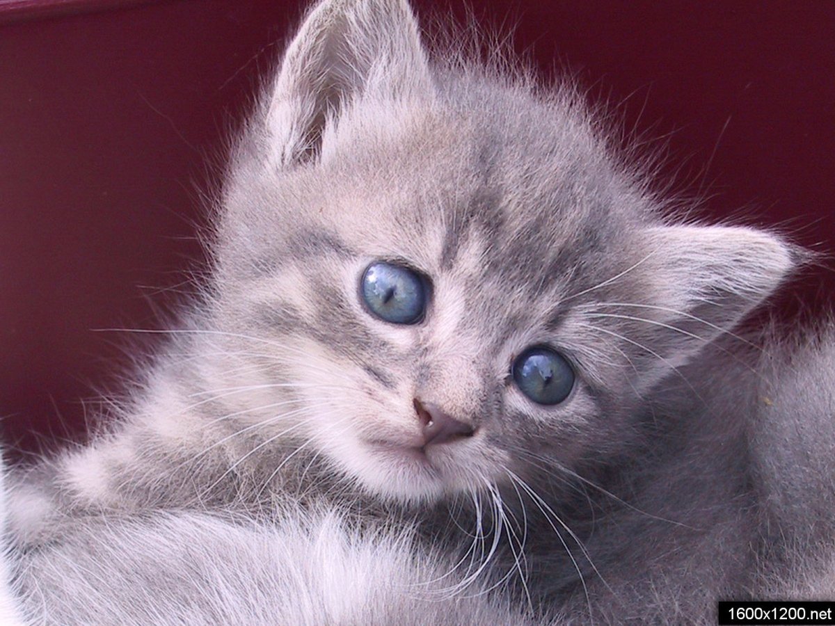 Дымчатый котенок