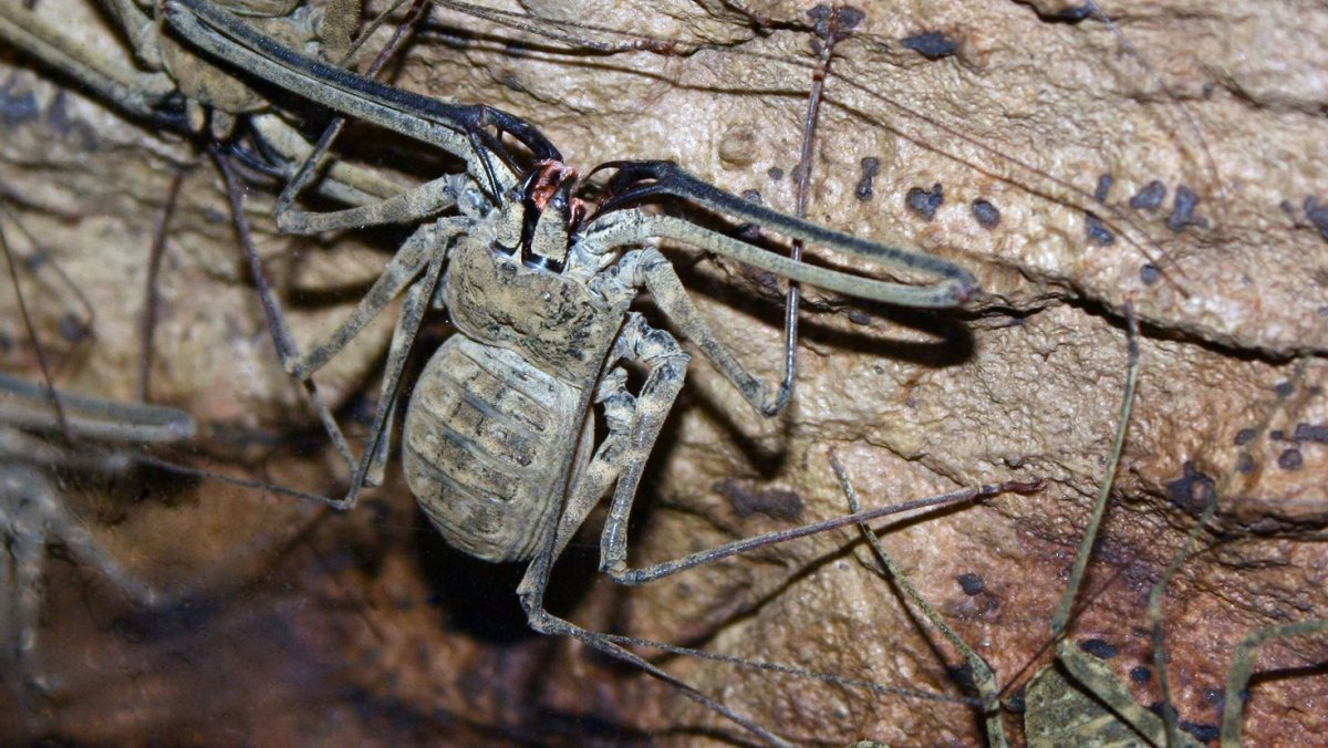Пещерный паук Фрин