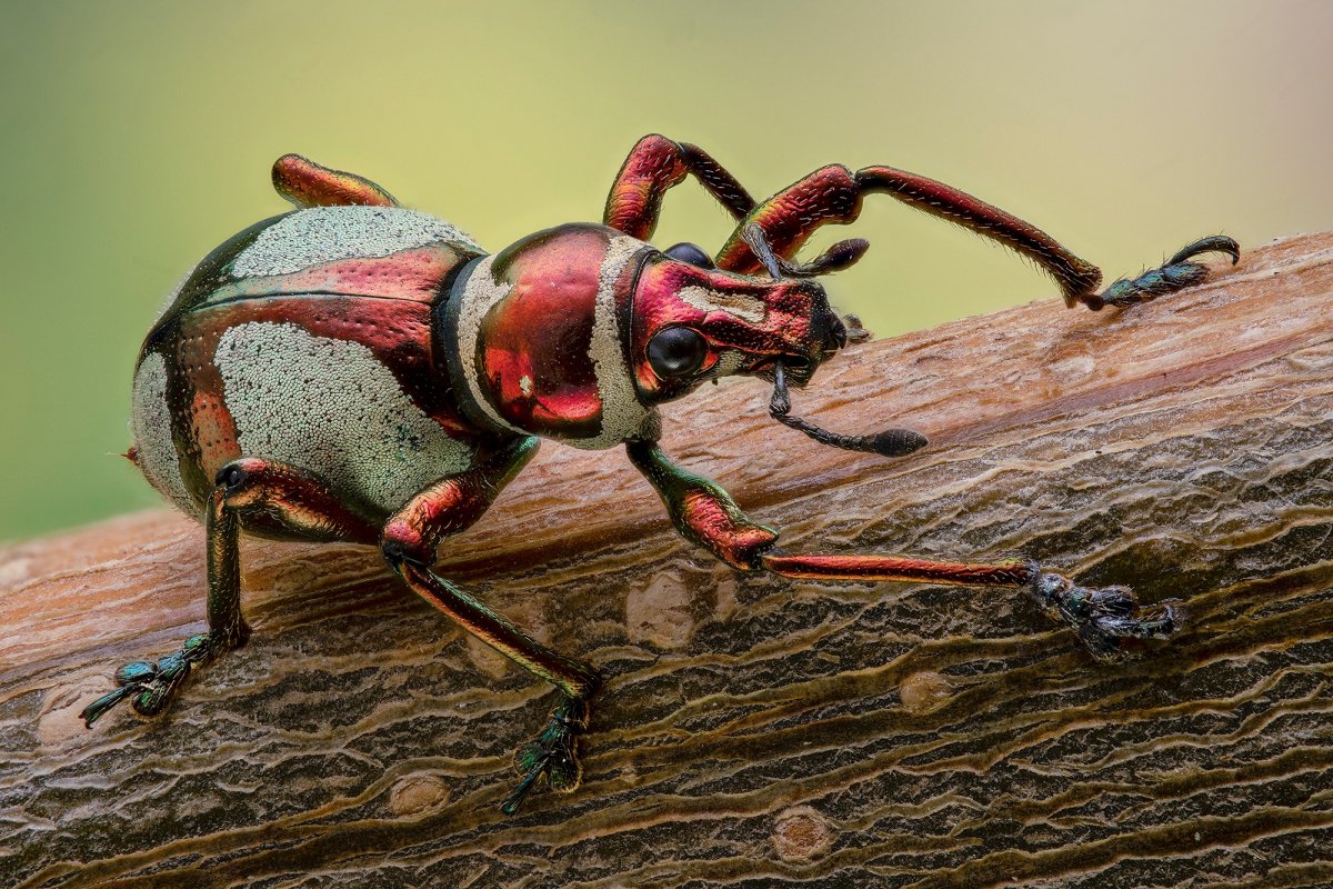 Южнорусский Тарантул норка