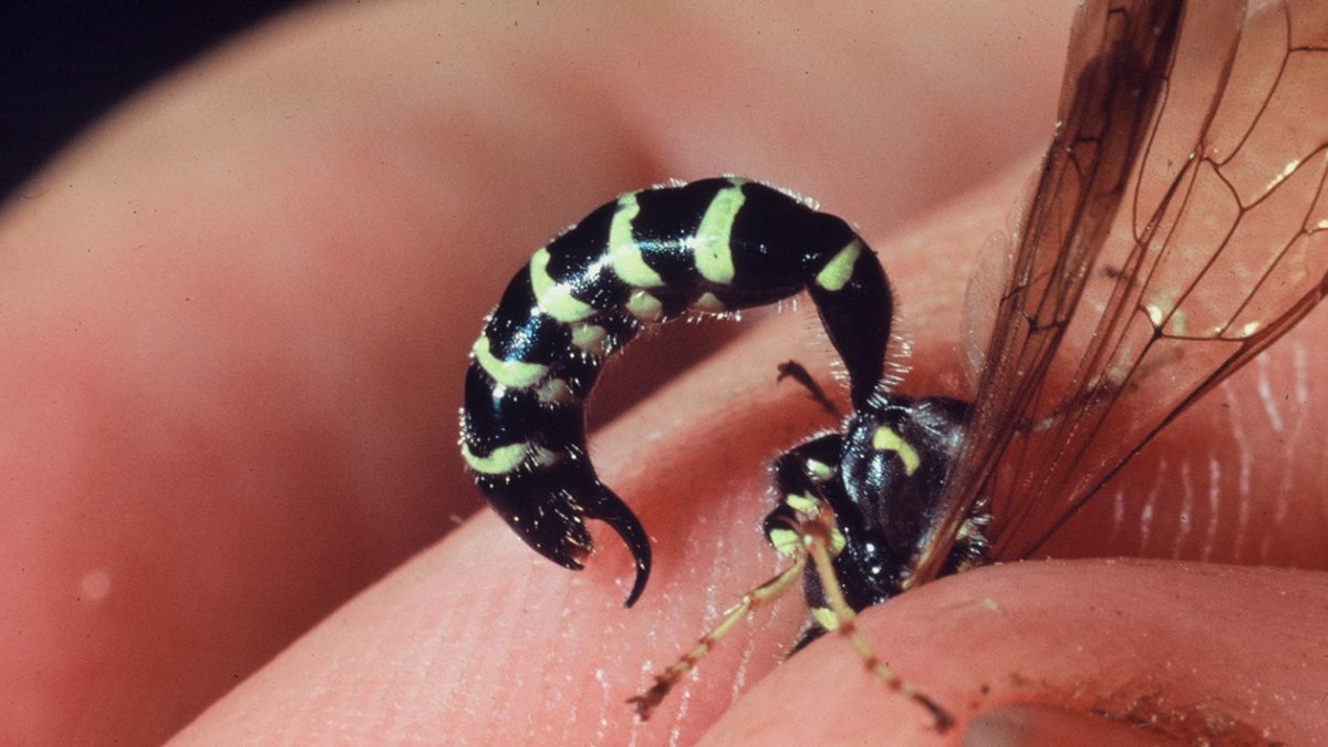 Подземные насекомые