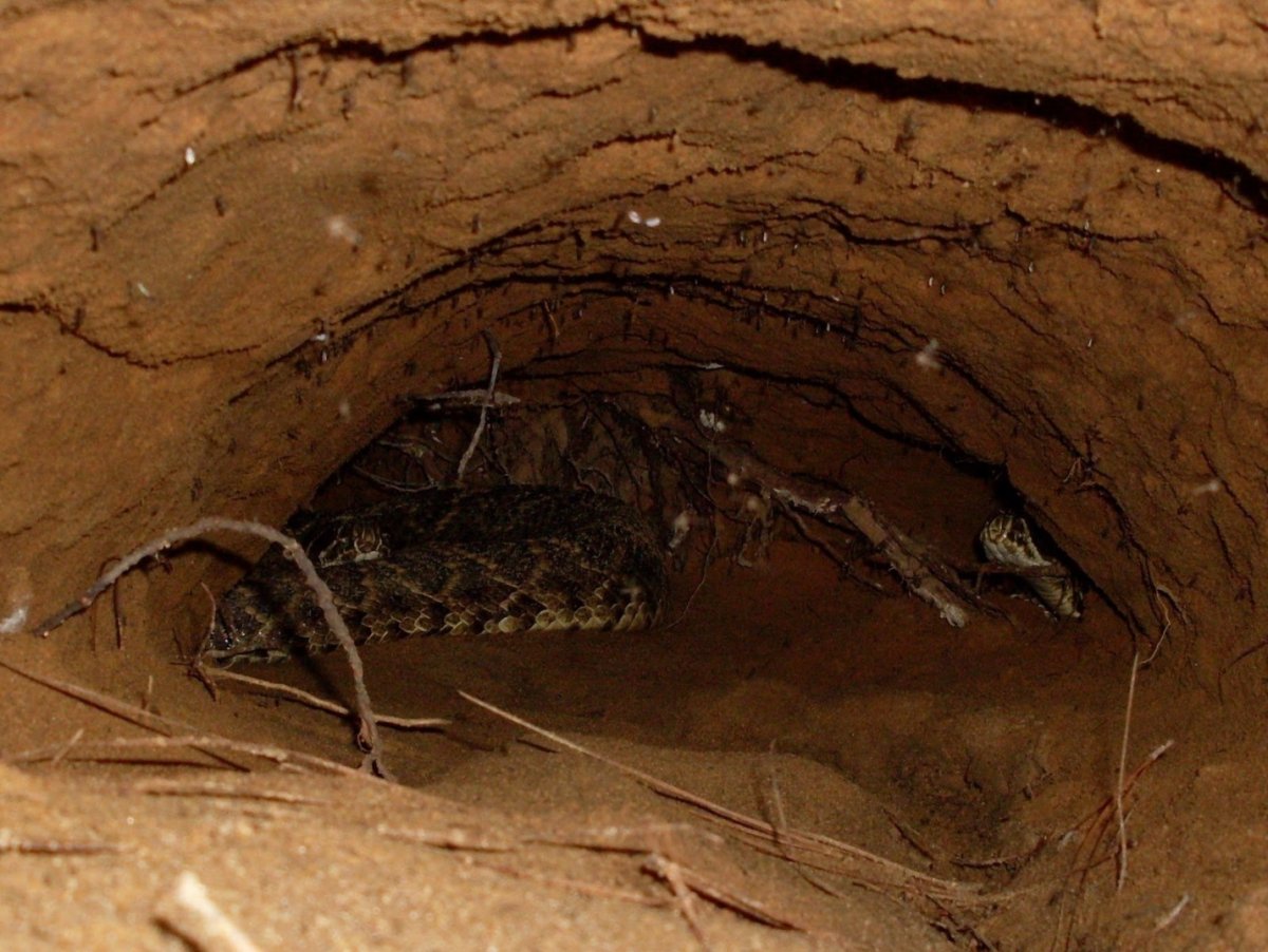 Степная гадюка в норе