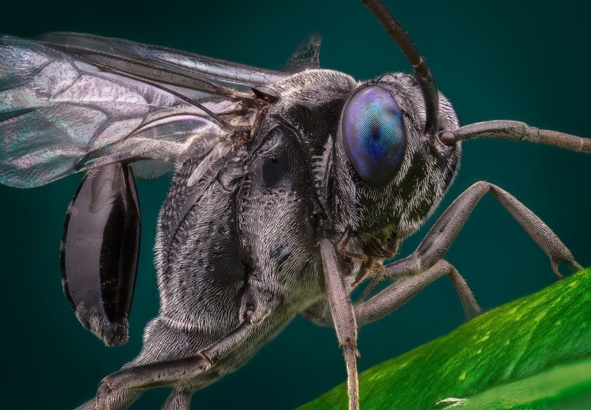 Голубая Оса воин