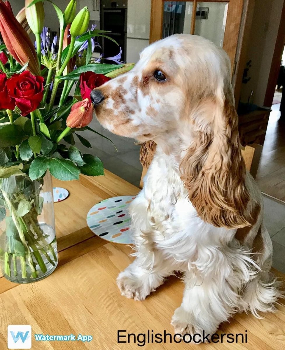 Английский кокер спаниель бело рыжий