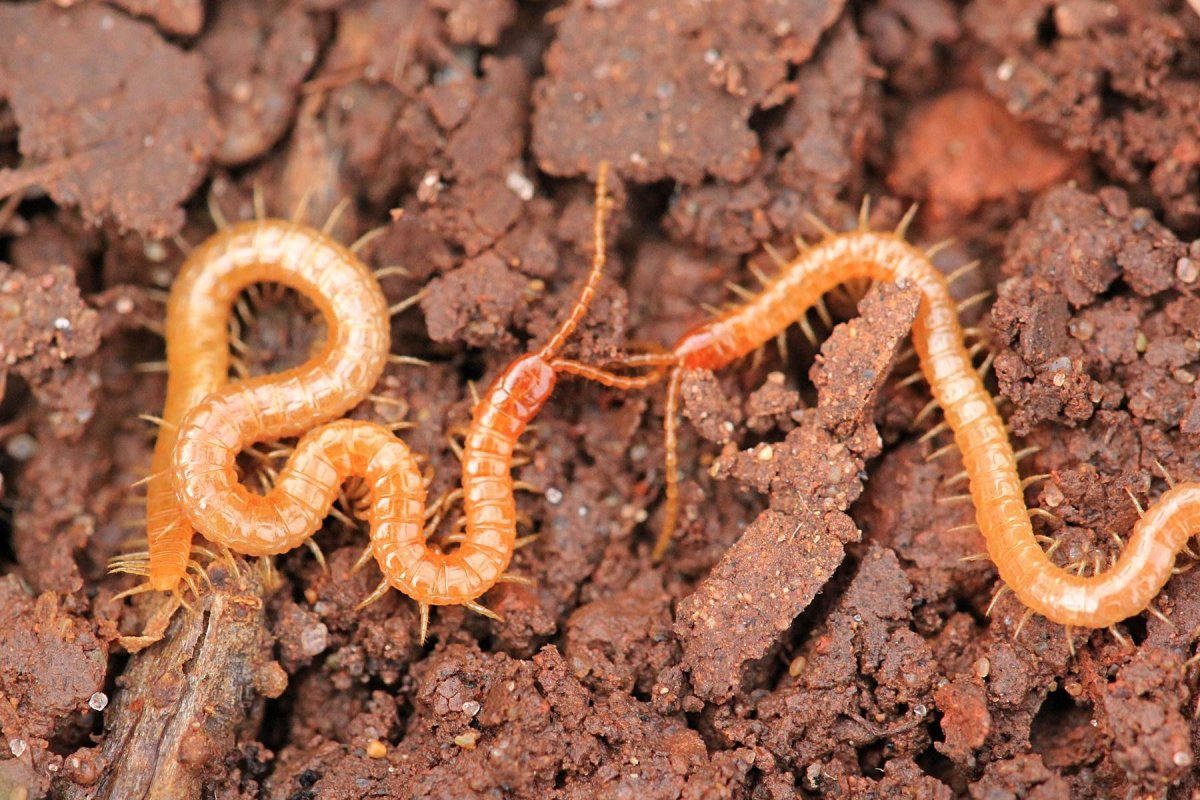 Жук медведка