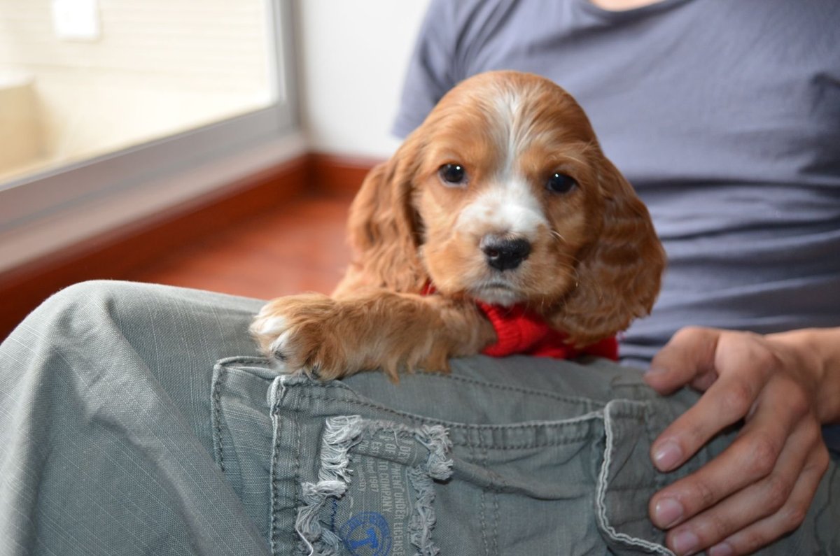 Вельш спаниель