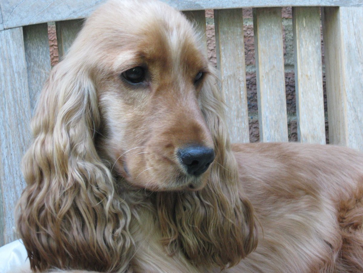 Русский кокер спаниель рыжий