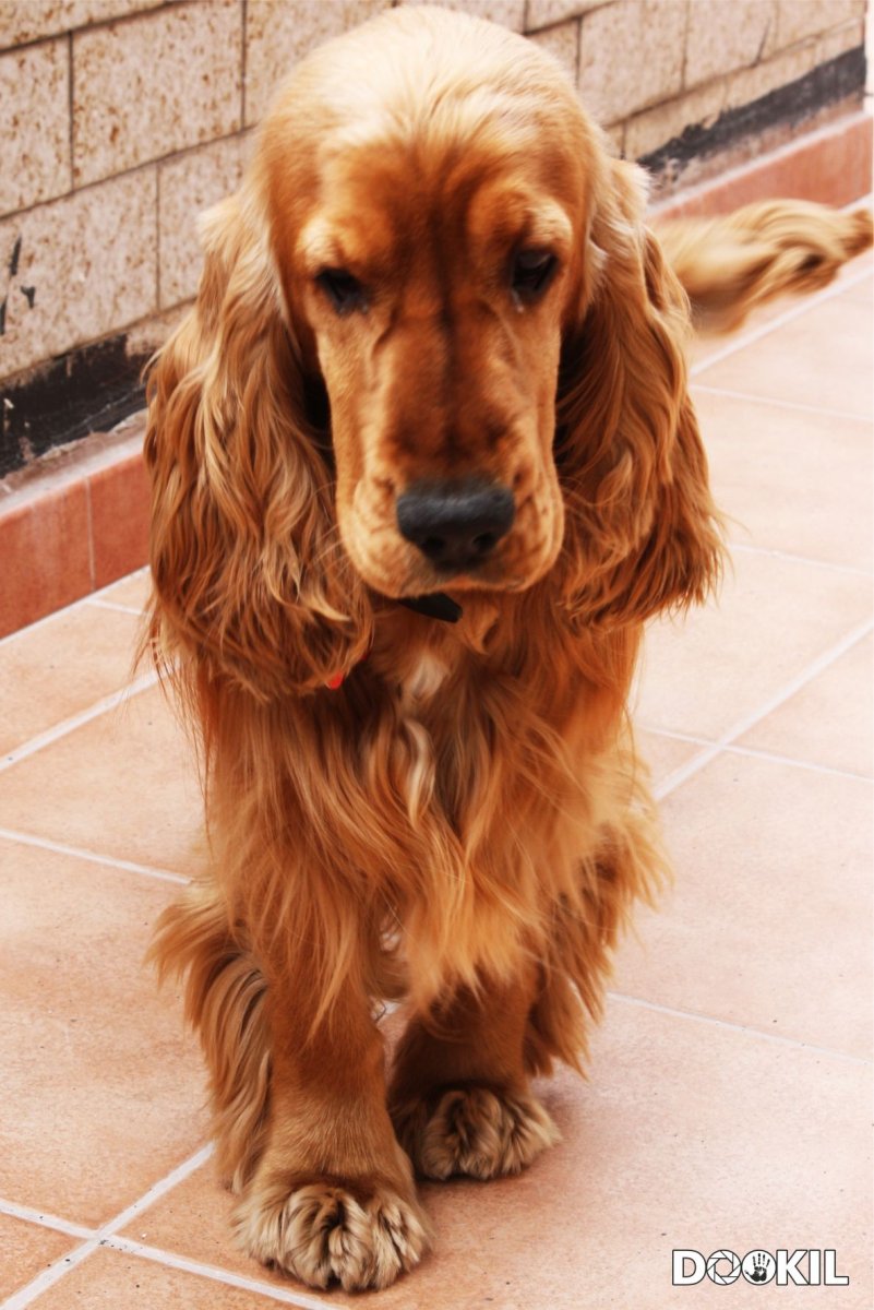 Ягд коккер спаниель