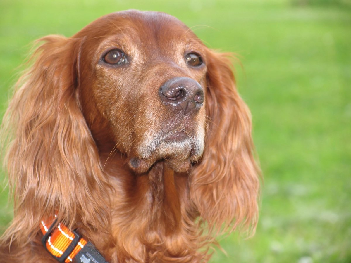 Английский кокер-спаниель