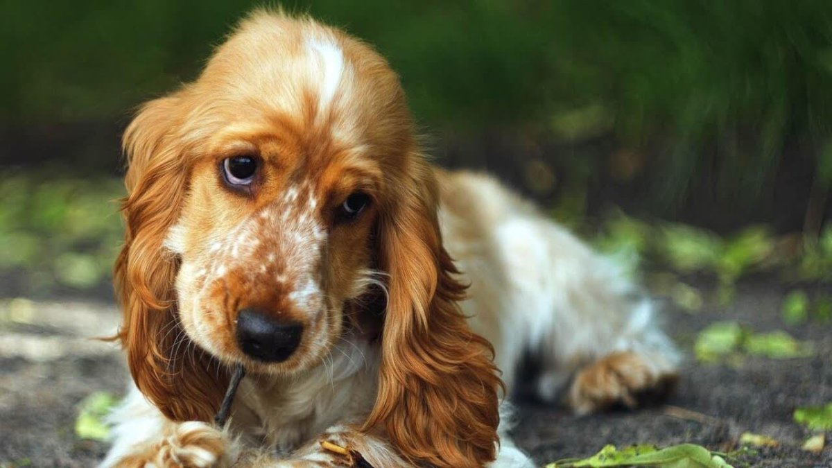 Вид сзади сидячей спаниели