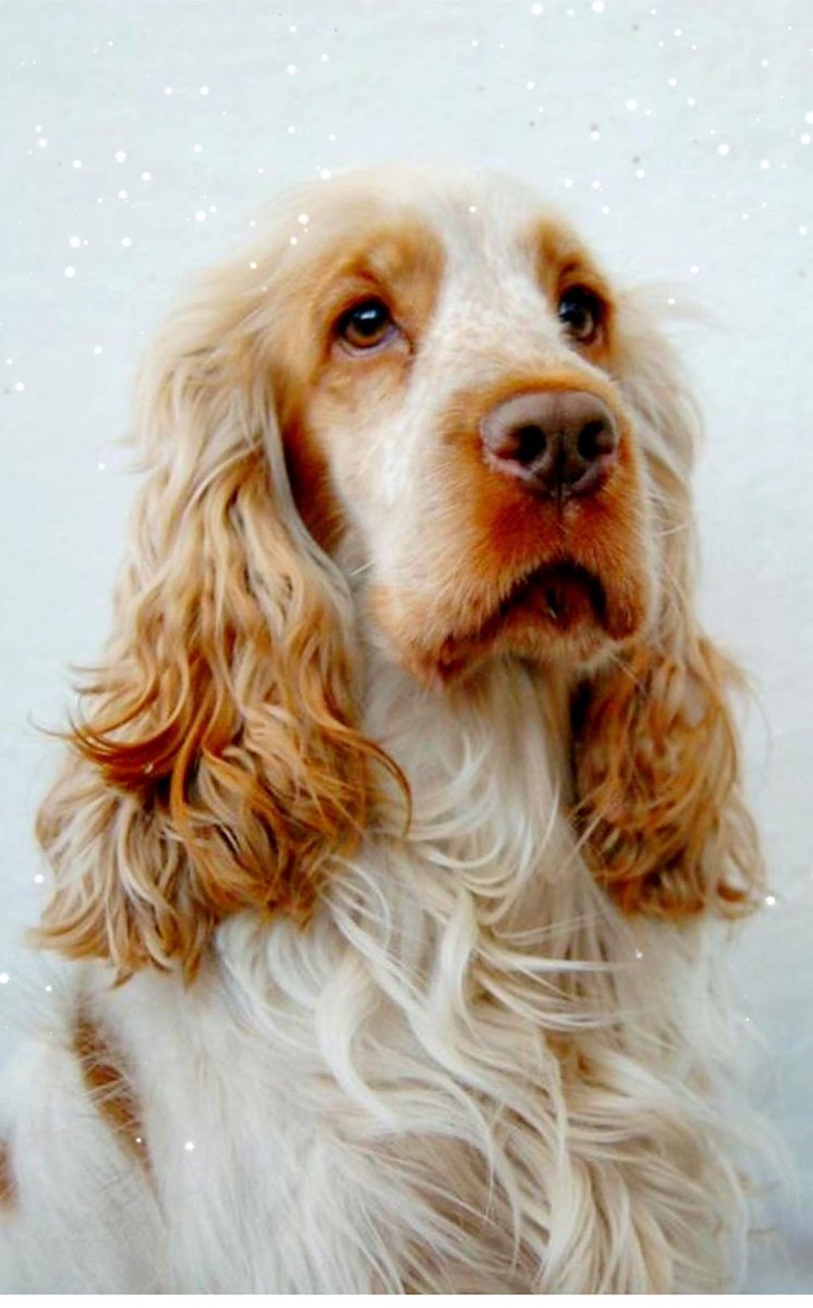 Английский кокер спаниель белый