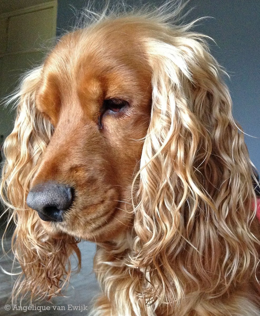 Кокер спаниель короткошерстный