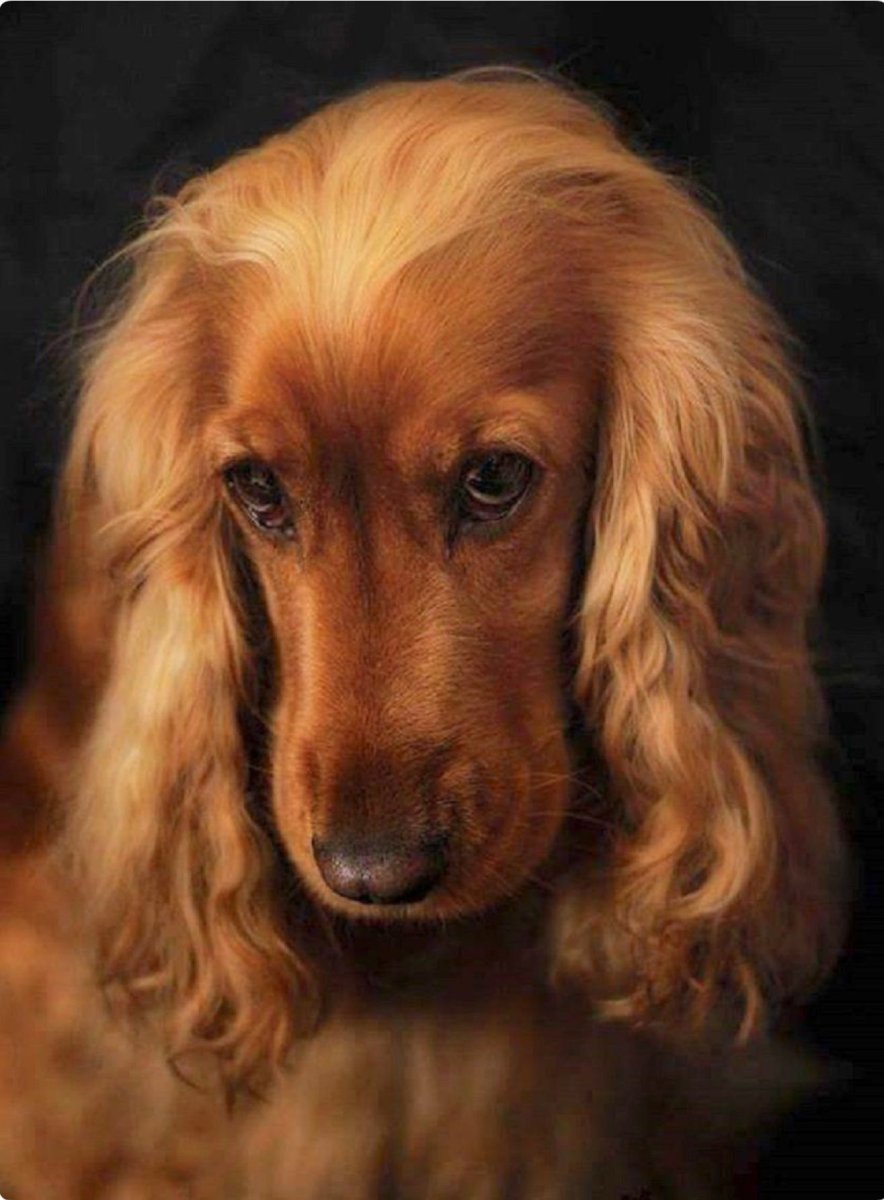 Кокер-спаниель