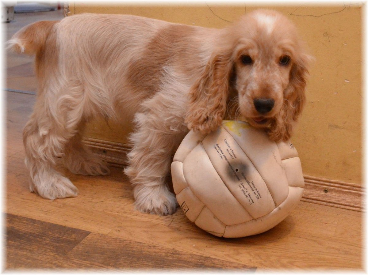 Англизкаякокер спаниель